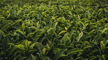 Tea plants