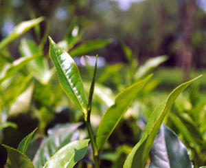 Tea Plants